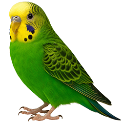 Violet Green Budgie